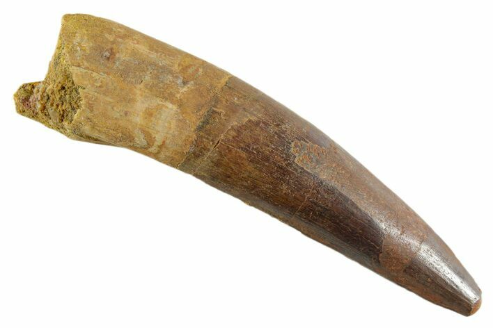 Fossil Spinosaurus Tooth - Real Dinosaur Tooth #347185